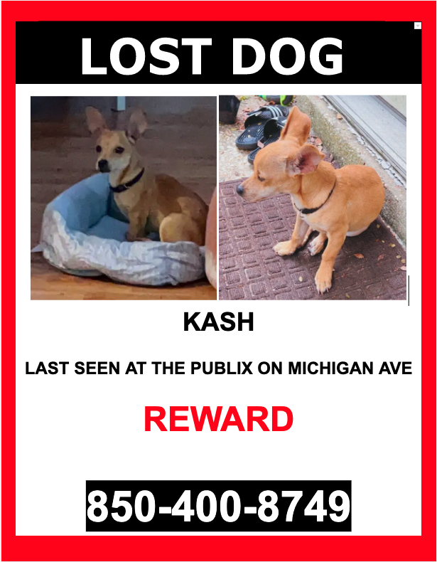 Image of Kash, Lost Dog