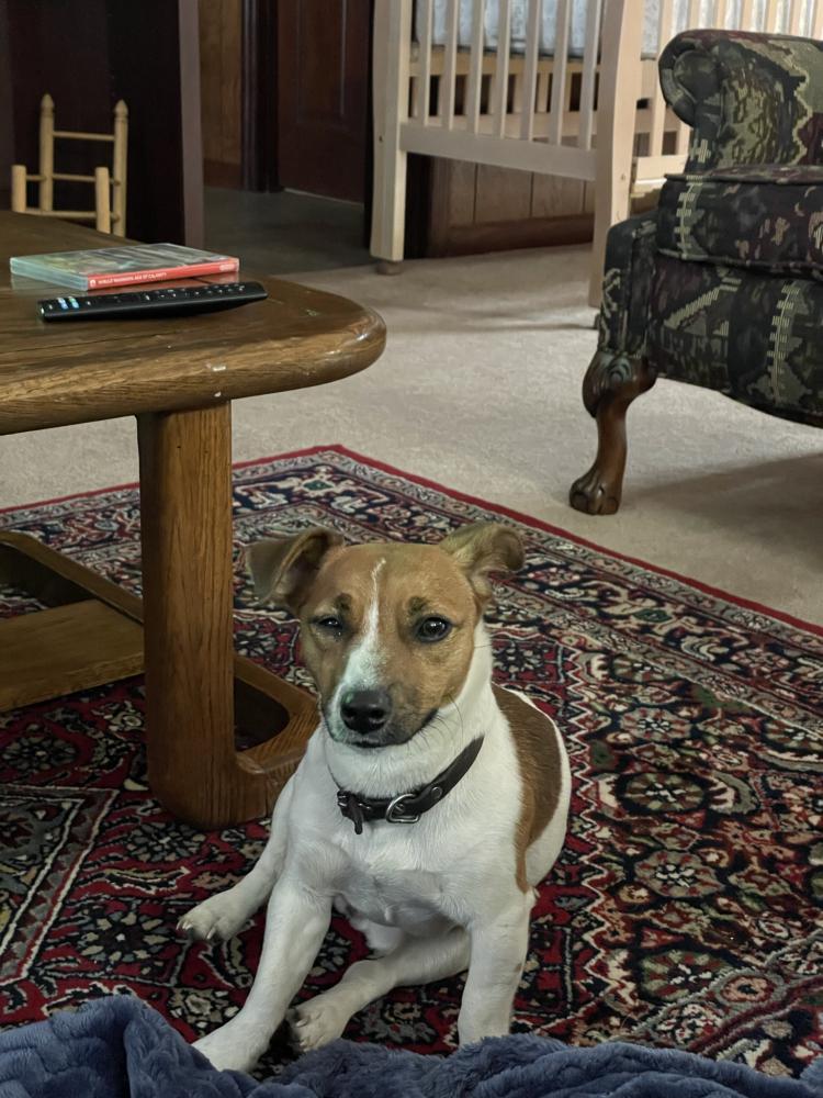 Image of Hopper, Lost Dog