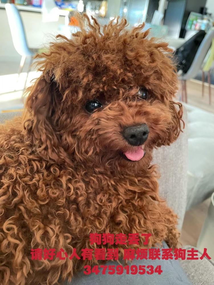 Image of Taimei, Lost Dog