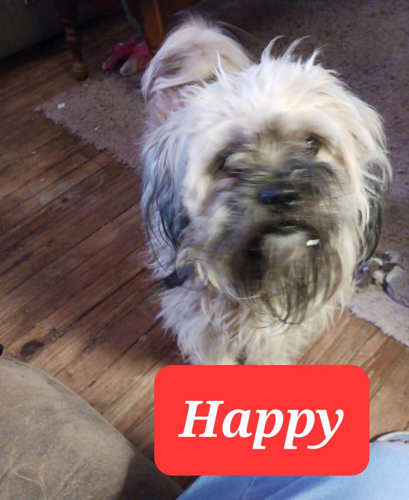 Image of Happy, Lost Dog