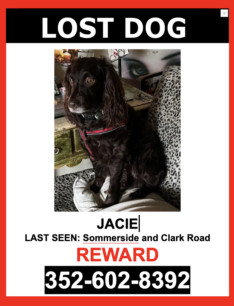 Image of Jacie, Lost Dog