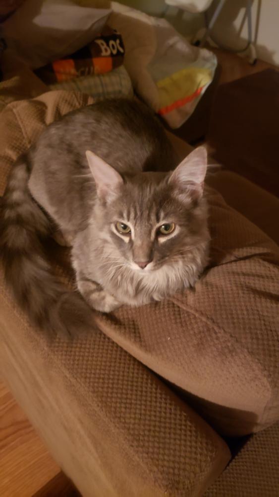 Image of Maverick, Lost Cat