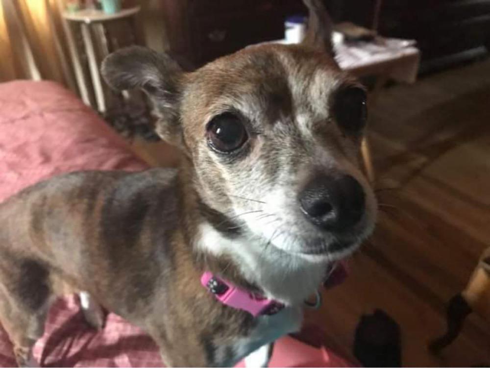 Image of Lilly, Lost Dog