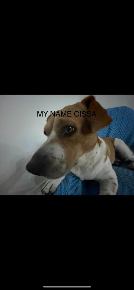 Image of Cissa, Lost Dog