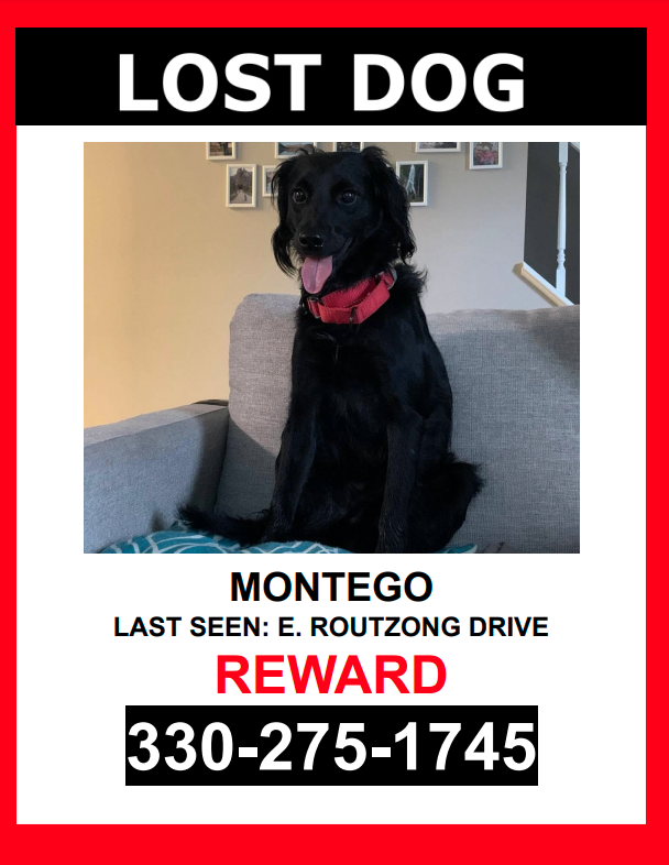 Image of Montego, Lost Dog