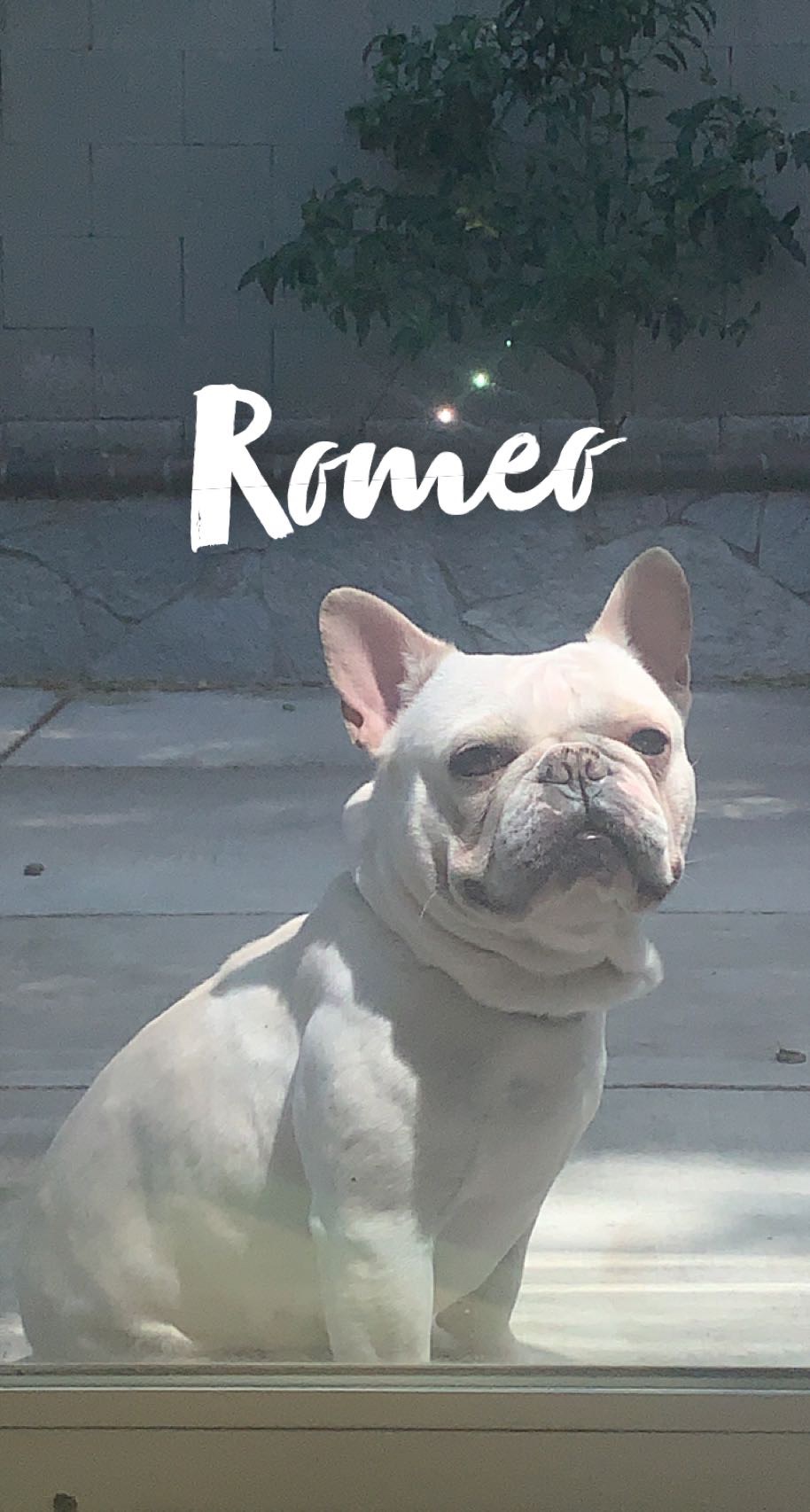 Image of Romeo, Lost Dog