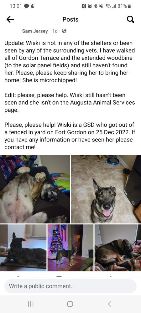 Image of Wiski, Lost Dog