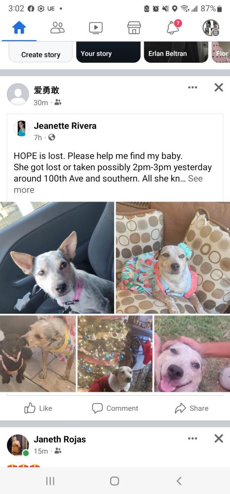Image of Hope, Lost Dog