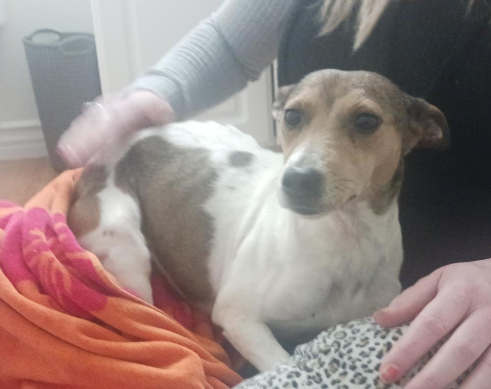 Image of Female jack Russell, Found Dog