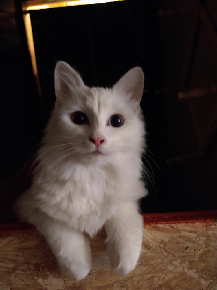Image of Dandelion, Lost Cat