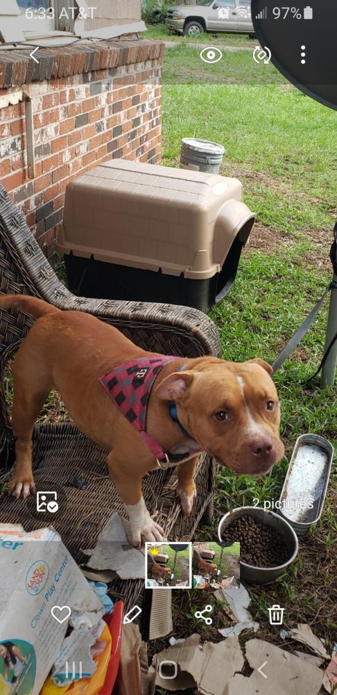 Image of Coco  Colquitt, Lost Dog