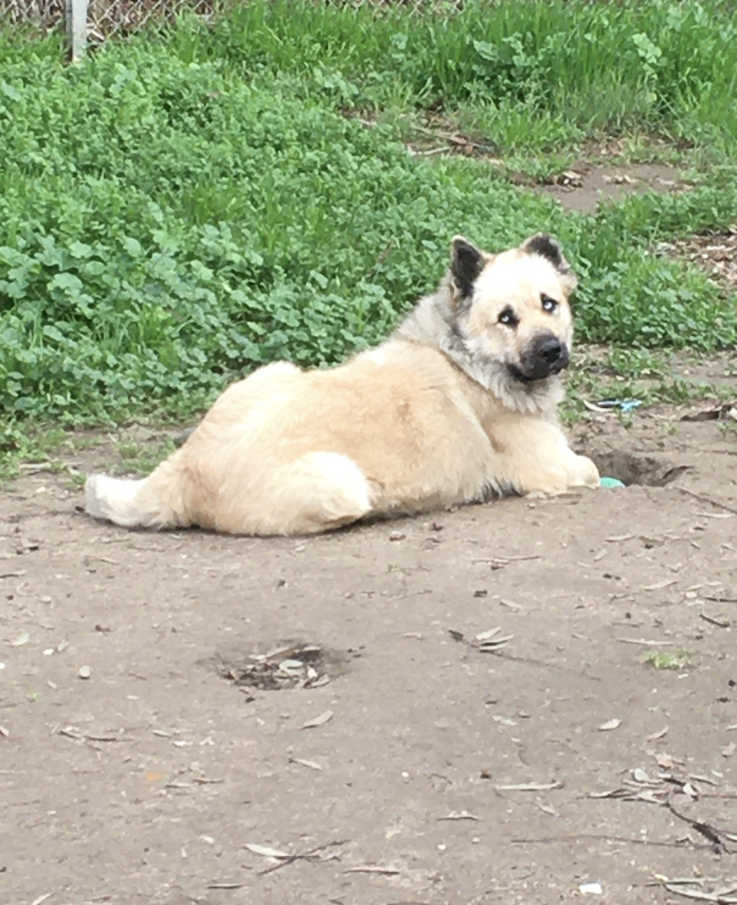 Image of Oso, Lost Dog