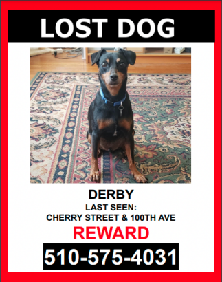 Image of Derby, Lost Dog