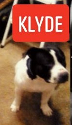 Image of Klyde, Lost Dog