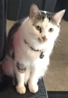 Image of Dally, Lost Cat