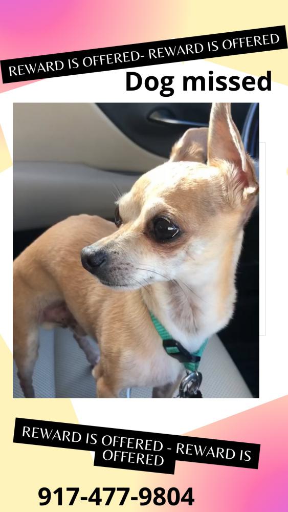 Image of Caramelo, Lost Dog