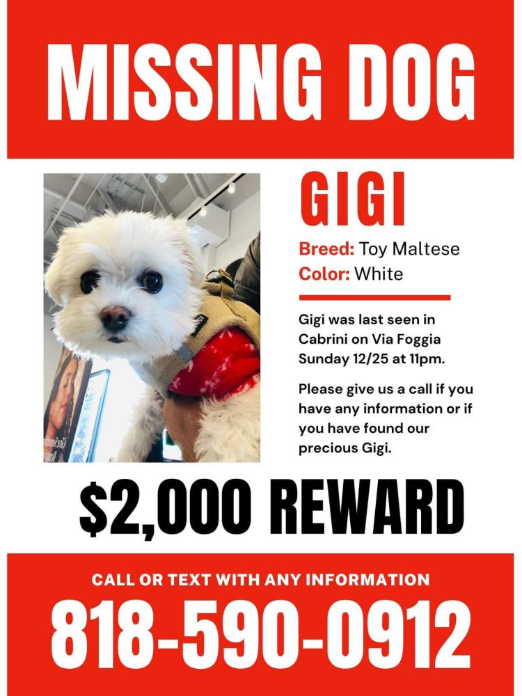 Image of GiGi, Lost Dog