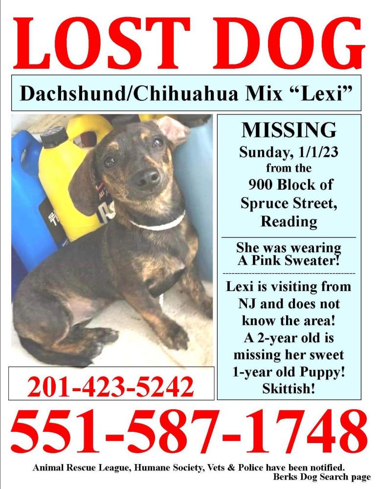 Image of Lexi, Lost Dog