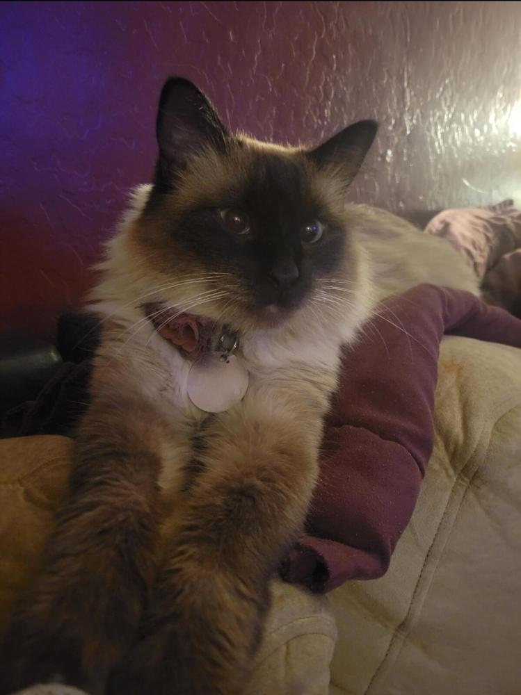 Image of Thelma, Lost Cat