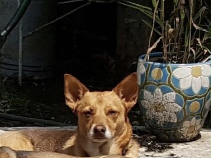 Image of Pennyy, Lost Dog