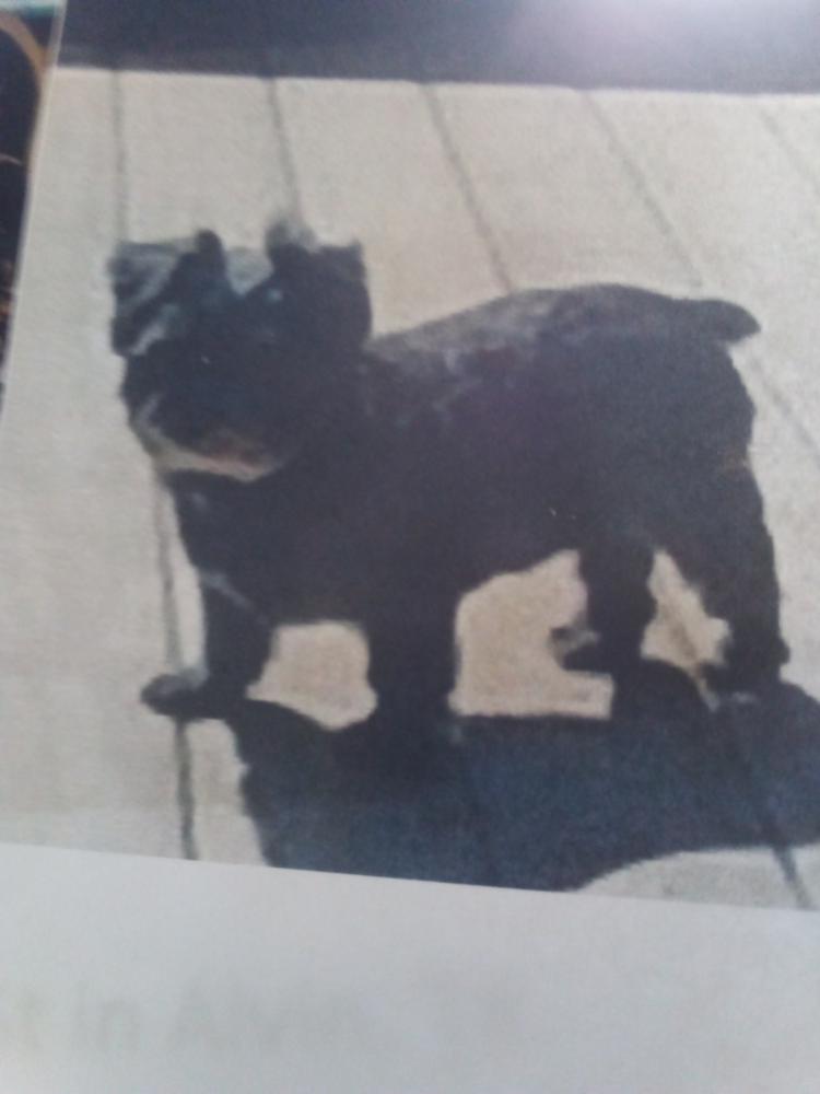 Image of Miget, Lost Dog