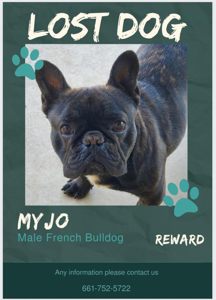 Image of Myjo, Lost Dog