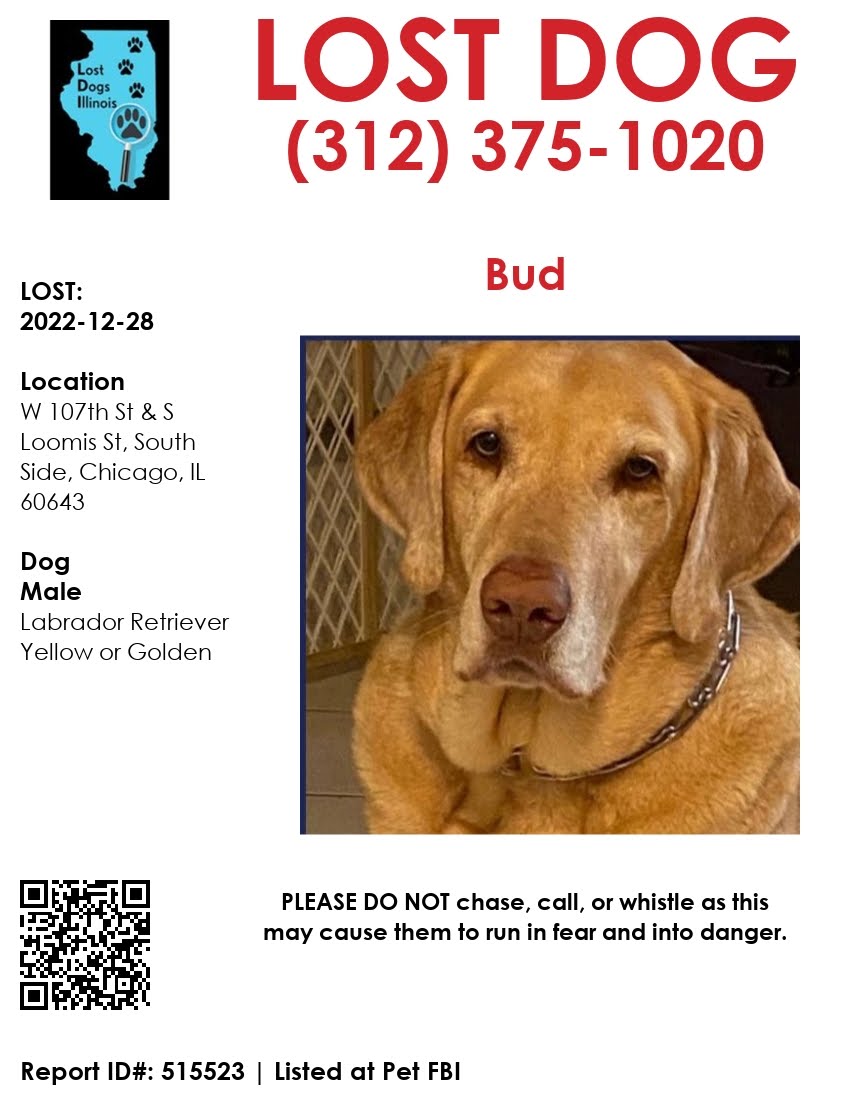 Image of Bud, Lost Dog