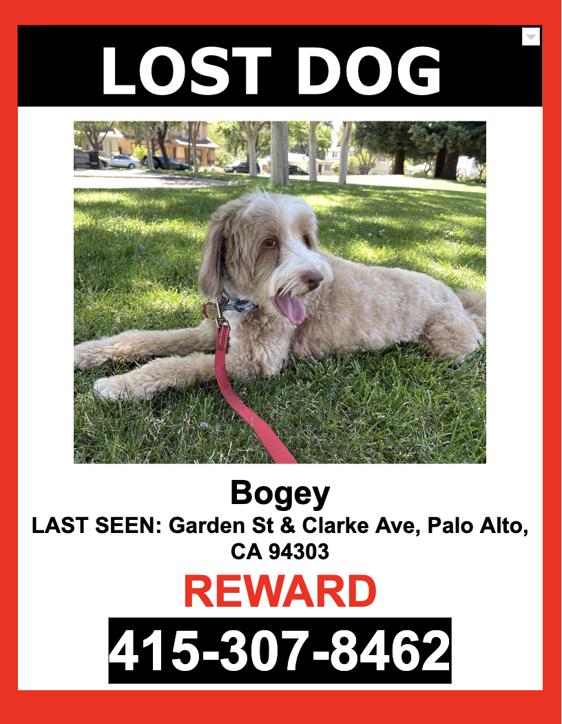 Image of Bogey, Lost Dog
