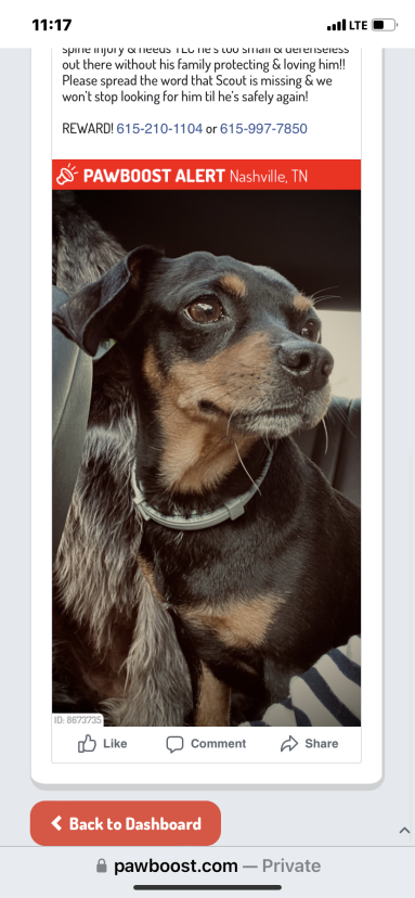 Image of SCOUT, Lost Dog