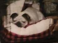 Image of Milo Webb, Lost Dog