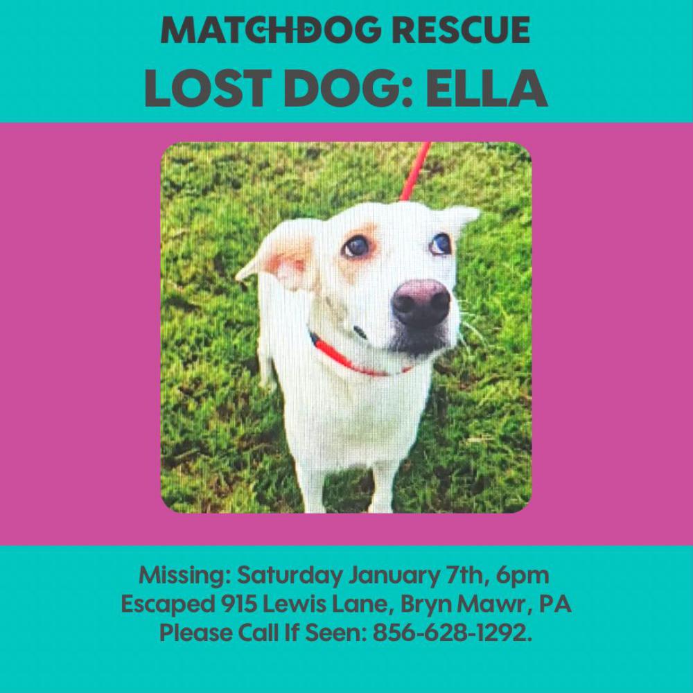 Image of Ella/Mona, Lost Dog