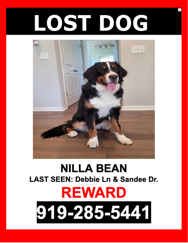 Image of Nilla Bean, Lost Dog