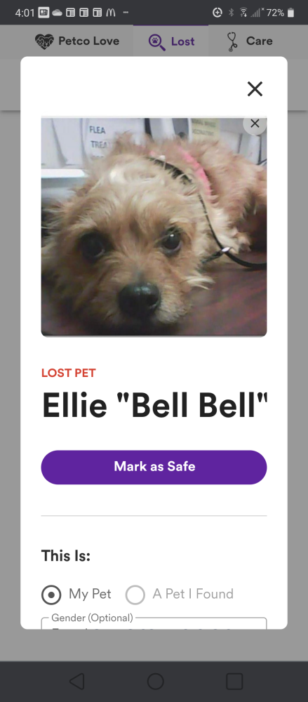 Image of Ellie Maye Bell Bel, Lost Dog