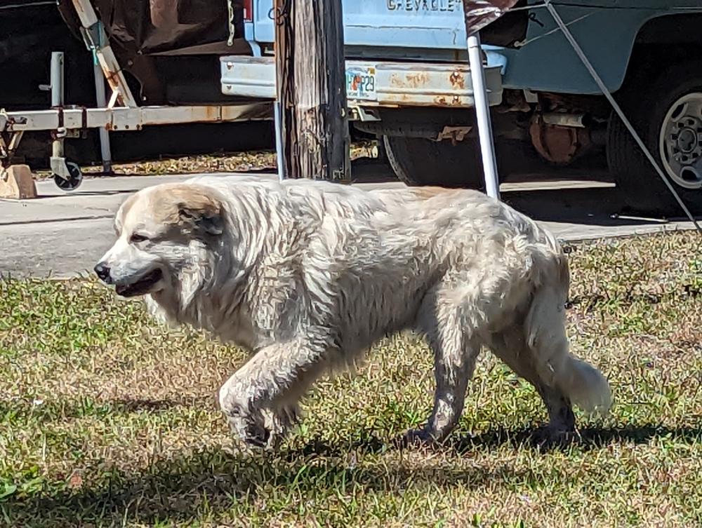 Image of Unkown, Found Dog