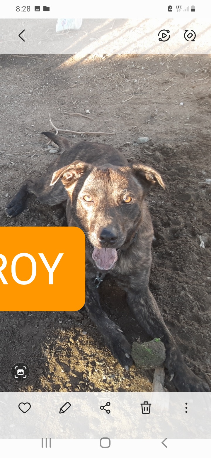Image of ROY, Lost Dog
