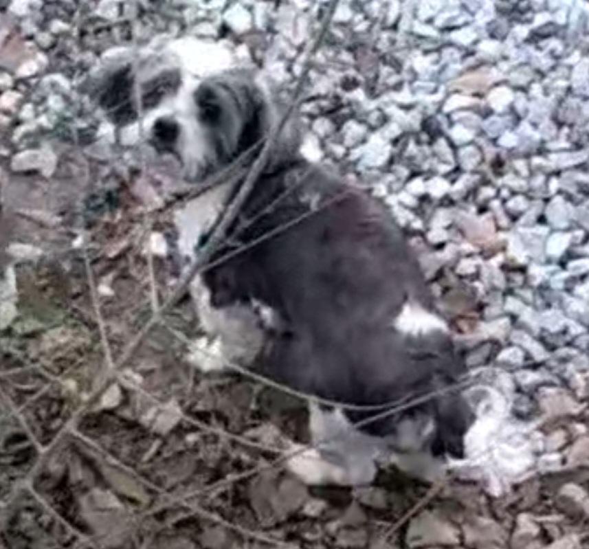 Image of Braxton, Lost Dog