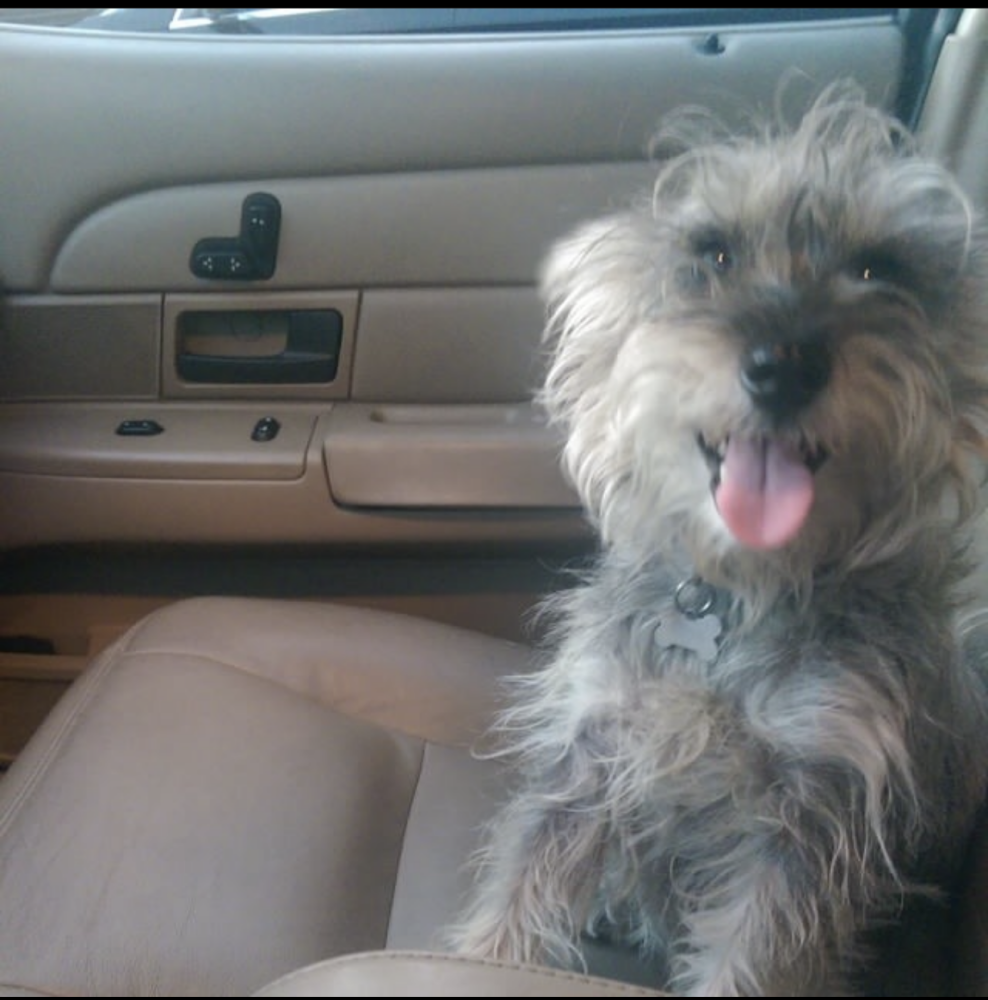 Image of Chachis, Lost Dog