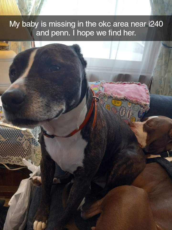 Image of Bree, Lost Dog