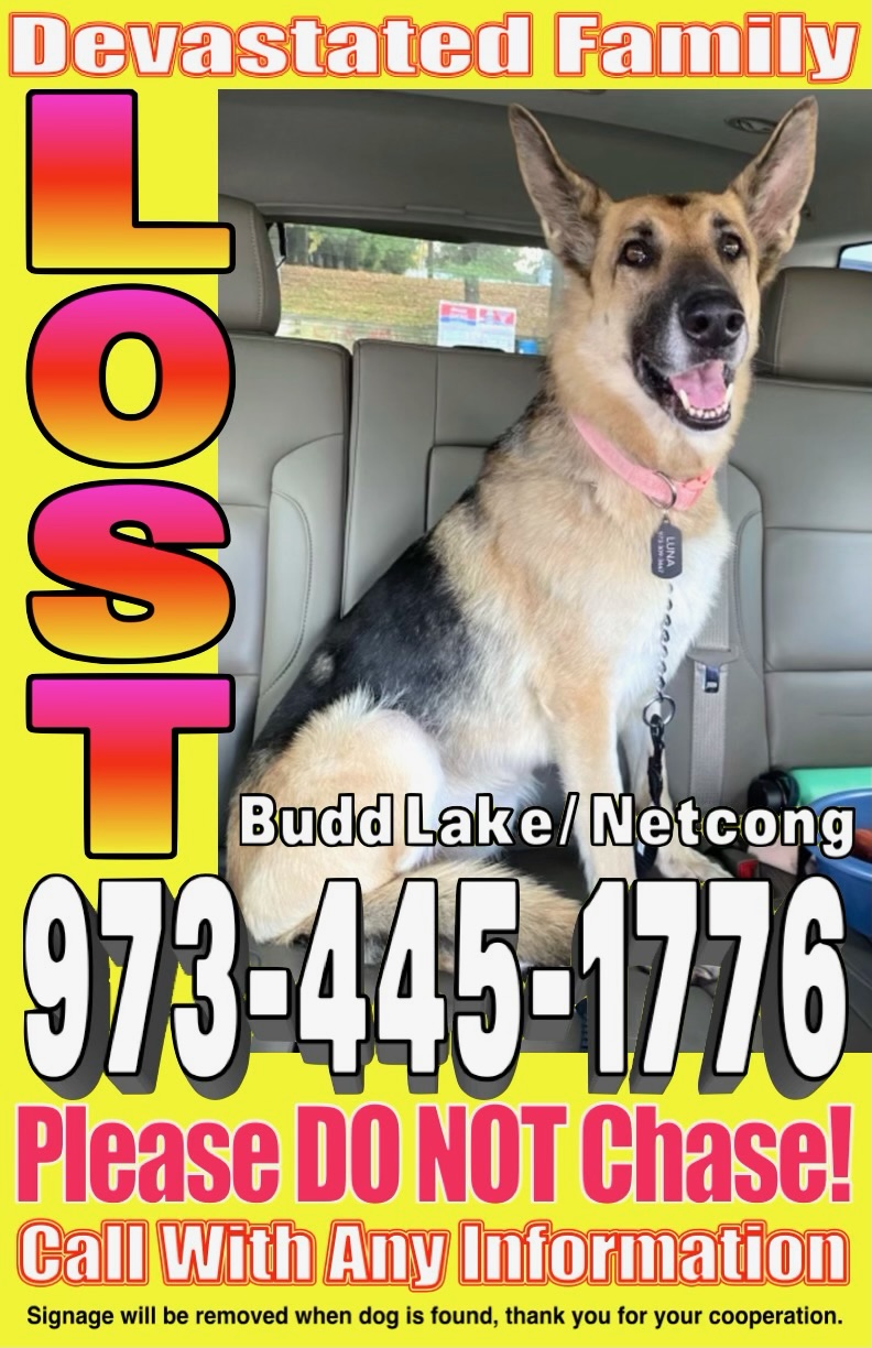 Image of Lunna, Lost Dog
