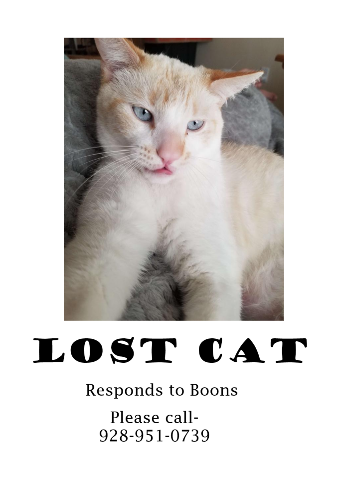 Image of Bones, Lost Cat
