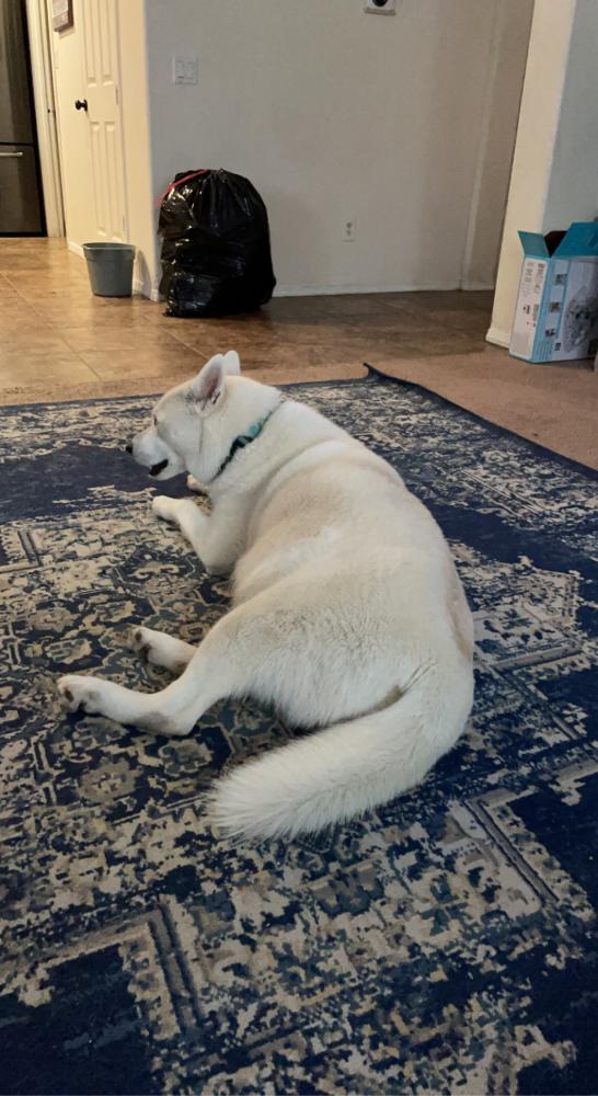 Image of Icy, Lost Dog
