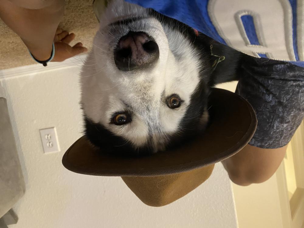 Image of Halo, Lost Dog