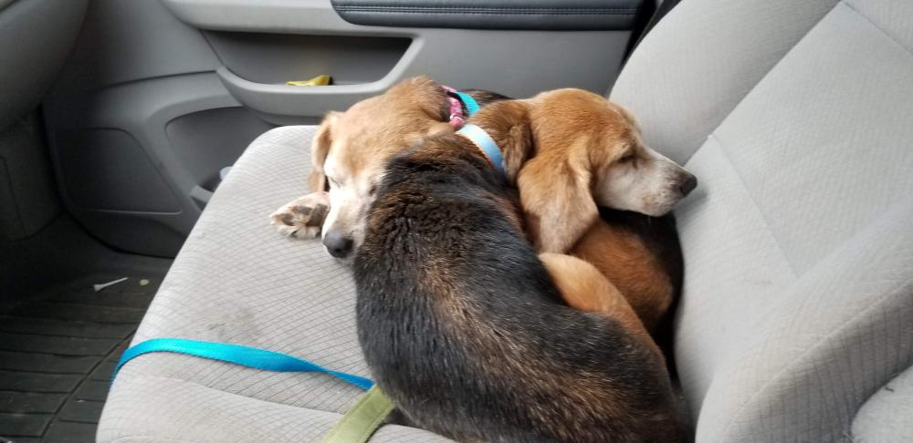 Image of two unknown beagles, Found Dog
