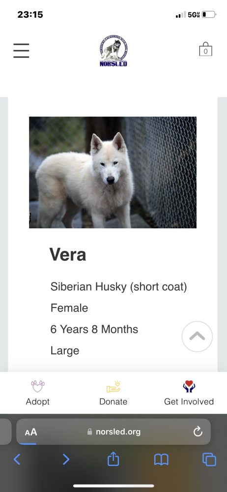 Image of Vera, Lost Dog