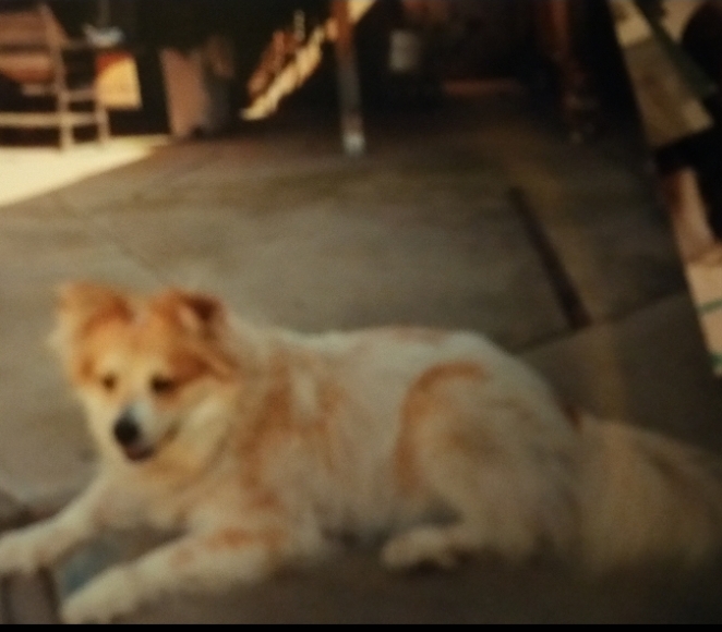Image of Puff, Lost Dog