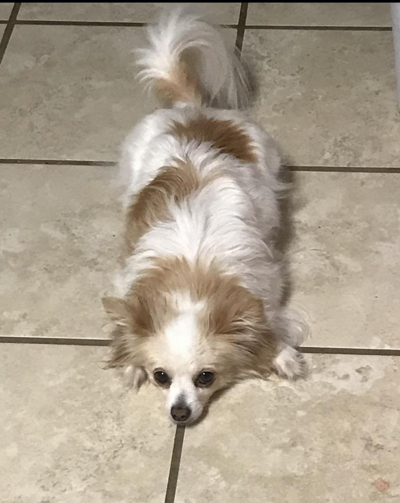 Image of Buttercup , Lost Dog