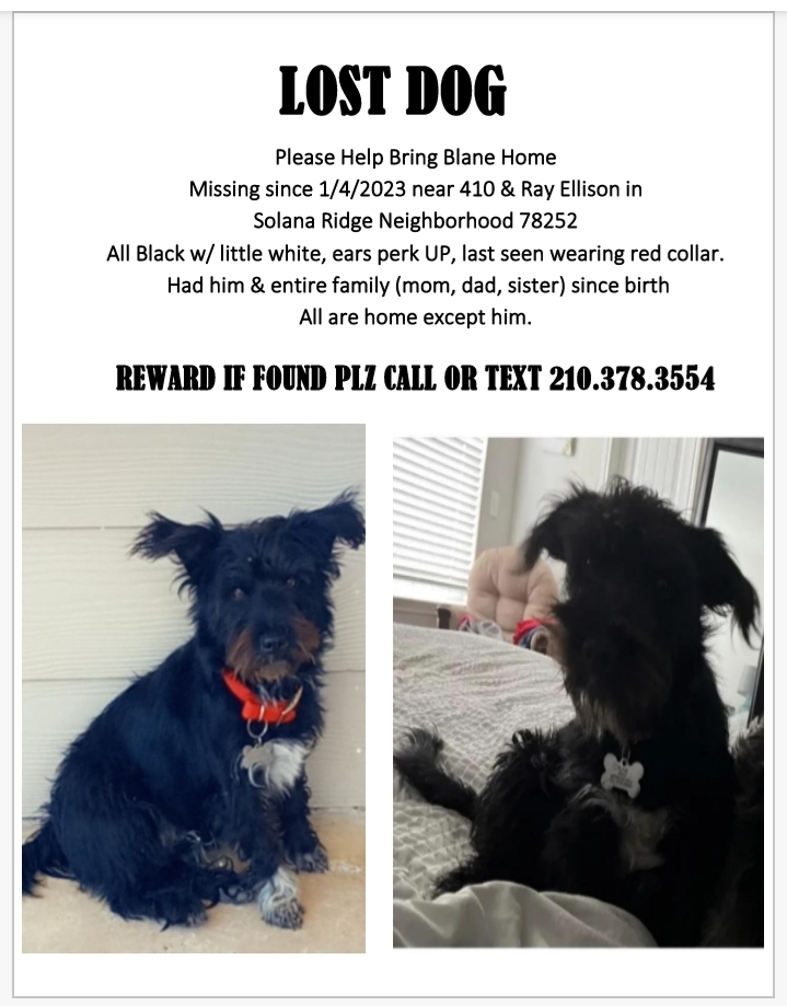 Image of Blane, Lost Dog
