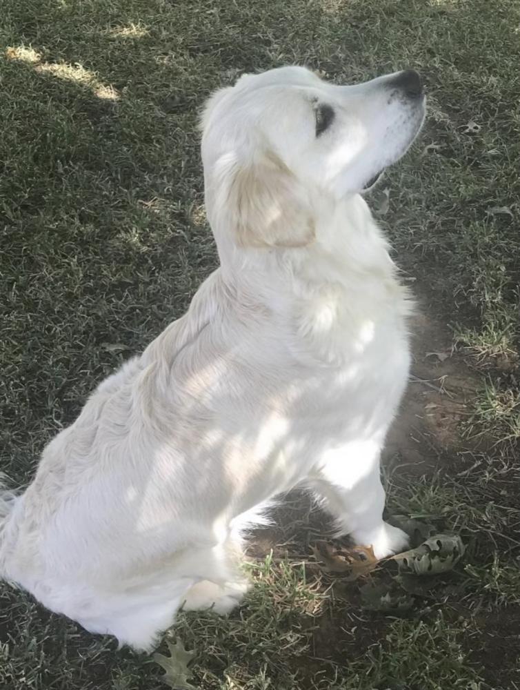 Image of sophie, Lost Dog