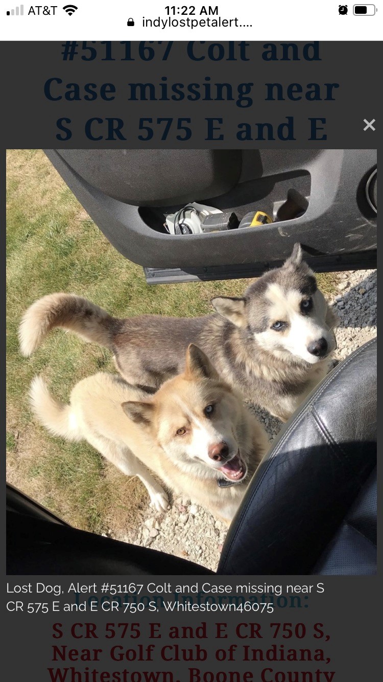 Image of Colt and Case, Lost Dog