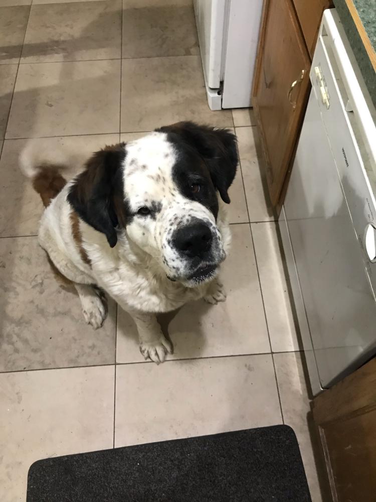 Image of Cakes, Lost Dog